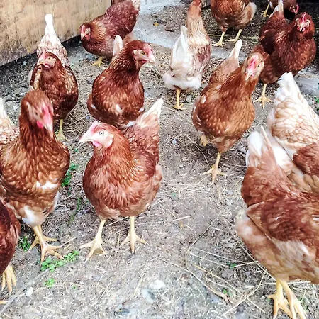 Almchalet Zillertal-3 By Interhome * Aschau Im Zillertal