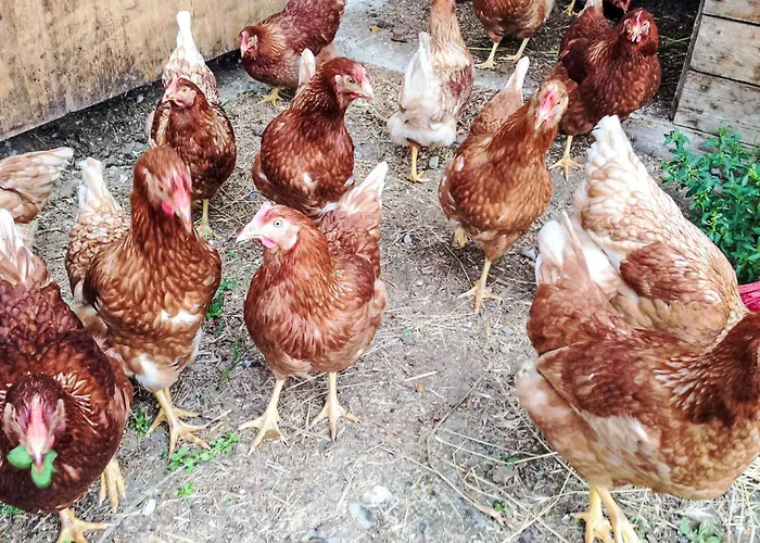 Almchalet Zillertal-3 By Interhome * Aschau Im Zillertal